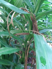 Latrodectus geometricus