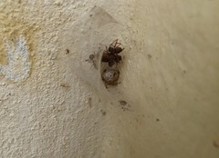 Latrodectus geometricus