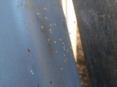 Latrodectus geometricus