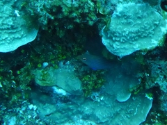 Pseudocheilinus hexataenia