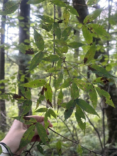 Acer mandshuricum, photograph 2