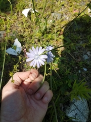 Cichorium intybus