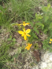 Echeandia montealbanensis