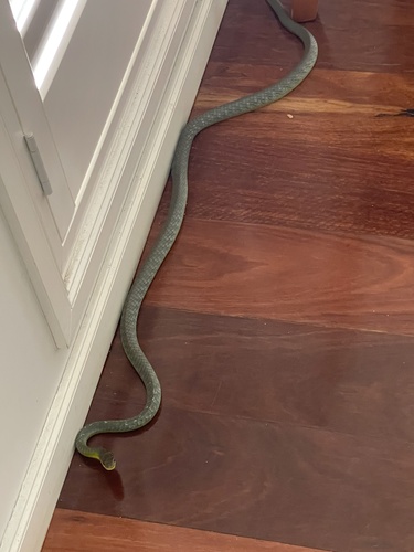 Common Tree Snake sighting