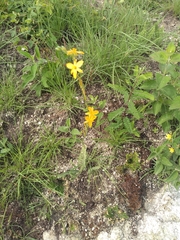 Echeandia montealbanensis