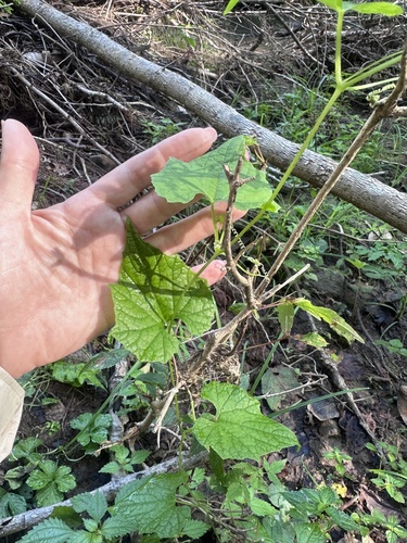 Schizopepon bryoniifolius, photograph 3