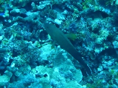 Cephalopholis urodeta