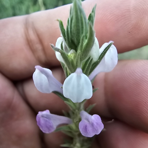 Image of Orthocarpus purpureoalbus by (c) Indio Brown, some rights reserved (CC BY)