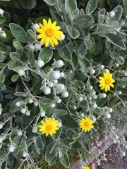 Brachyglottis × jubar