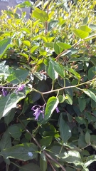 Solanum dulcamara