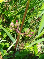 Scrophularia auriculata