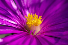 Lampranthus ceriseus