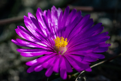 Lampranthus ceriseus