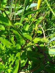 Scrophularia auriculata