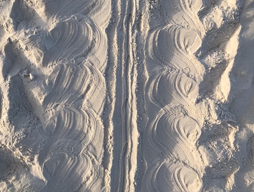 Green Sea Turtle photographed in Alabama
