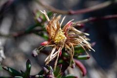 Lampranthus ceriseus