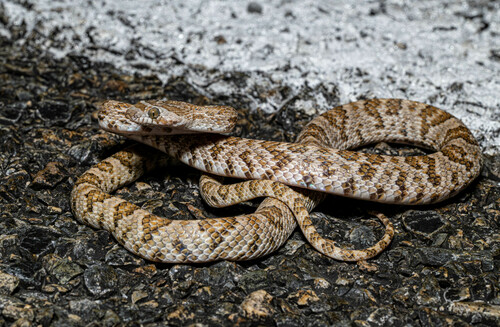 Baja California Lyre Snake, Trimorphodon lyrophanes