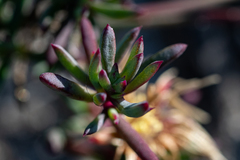 Lampranthus ceriseus