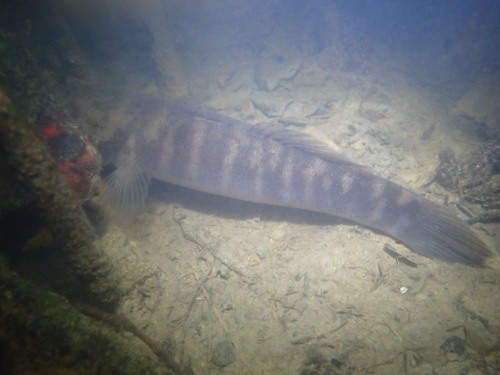 Tailspot sleeper (Oxyeleotris urophthalmus) — Eleotridae