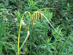 Carex gynandra