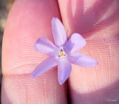 Dipterostemon capitatus capitatus