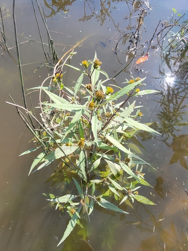 Image of Bidens eatonii by (c) simonpesant, some rights reserved (CC BY)
