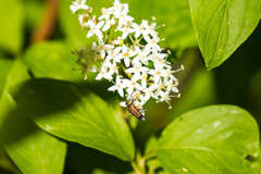 Anastrangalia sanguinea