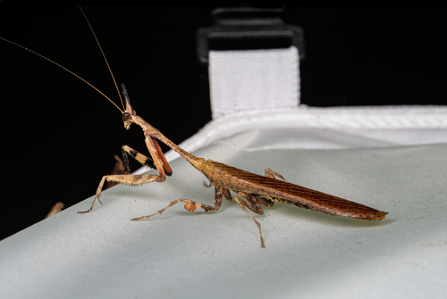 Phyllothelys werneri