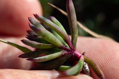 Lampranthus ceriseus