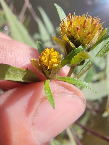 Image of Bidens eatonii by (c) simonpesant, some rights reserved (CC BY)