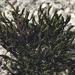 Grimmia Dry Rock Moss - Photo (c) Xiaochun Zhang, some rights reserved (CC BY-NC), uploaded by Xiaochun Zhang