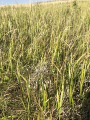 Allium flavum tauricum