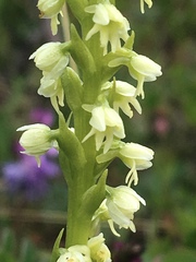 Pseudorchis straminea