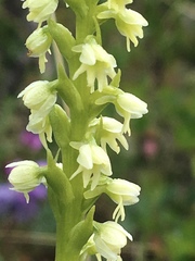 Pseudorchis straminea