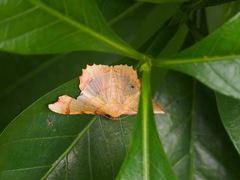 Zeheba aureata