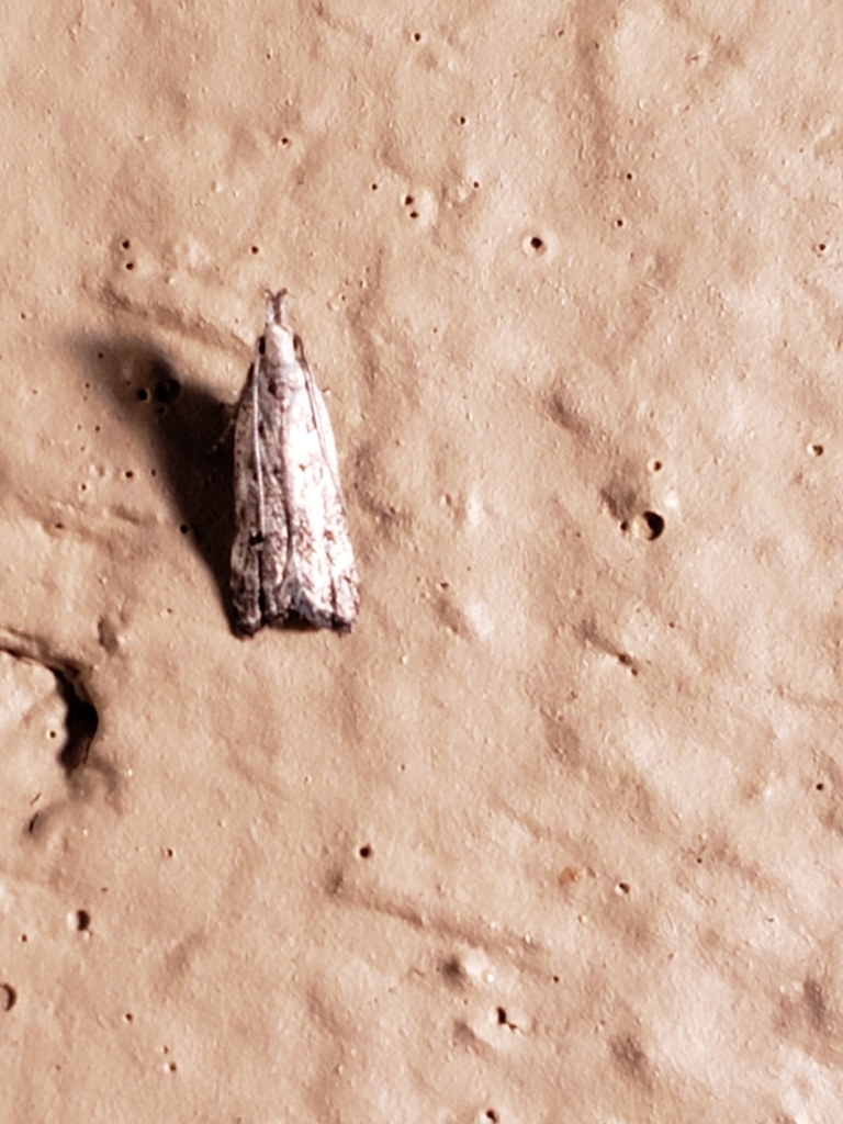 Inverse and Kimball's Dichomeris Moths