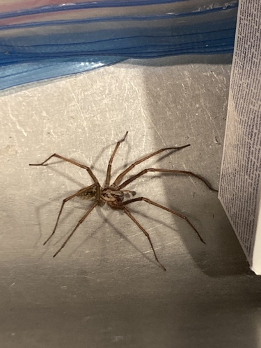 Giant House Spider, W 13th Ave, Vancouver, BC, CA, photo 10 of 10