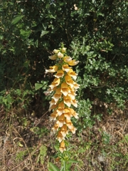 Digitalis laevigata graeca