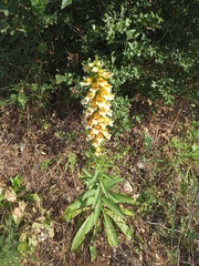 Digitalis laevigata graeca