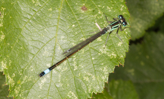 Ischnura elegans