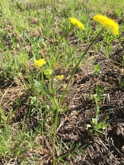 Cymopterus
