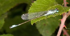 Ischnura elegans