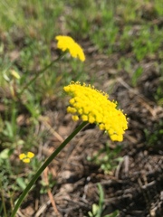 Cymopterus