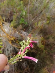 Erica discolor