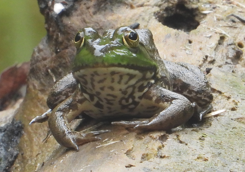 American Bullfrog from Forest Glen, Silver Spring, MD, USA on September ...