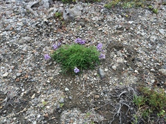 Lupinus lepidus lobbii