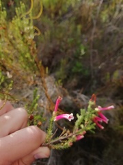 Erica discolor