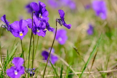 Viola altaica