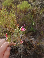 Erica discolor