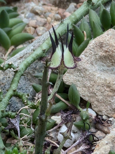 Ceropegia cimiciodora